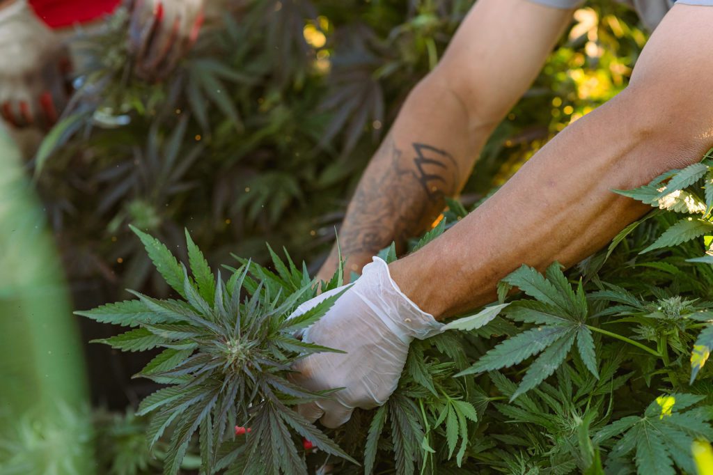 Man wearing gloves harvesting fresh hemp plant in field
